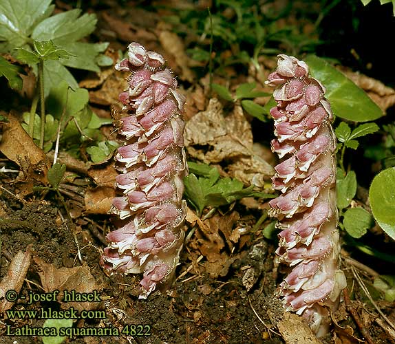 Toothwort Skælrod Suomukka Lathrée écailleuse Bleke schubwortel