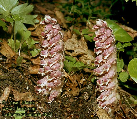 Toothwort Skælrod Suomukka Lathrée écailleuse Bleke schubwortel