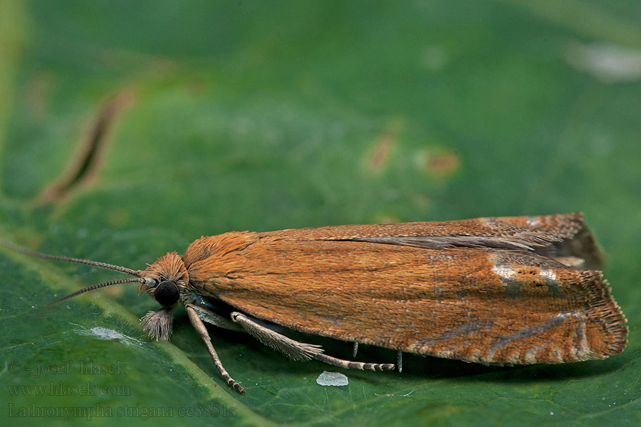 Lathronympha strigana Obaleč třezalkový Red Piercer