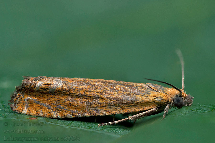 Lathronympha strigana Plodokaz ľubovníkový Листовертка зверобойная