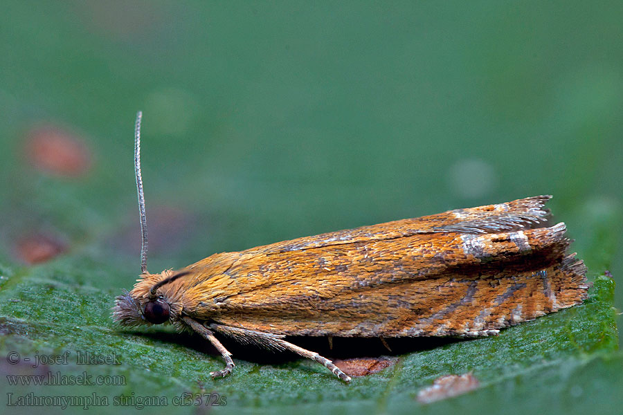 Red Piercer Lathronympha strigana