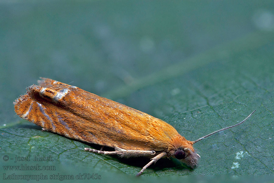 Plodokaz ľubovníkový Lathronympha strigana