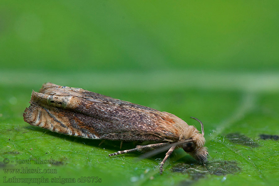 Листовертка зверобойная Lathronympha strigana