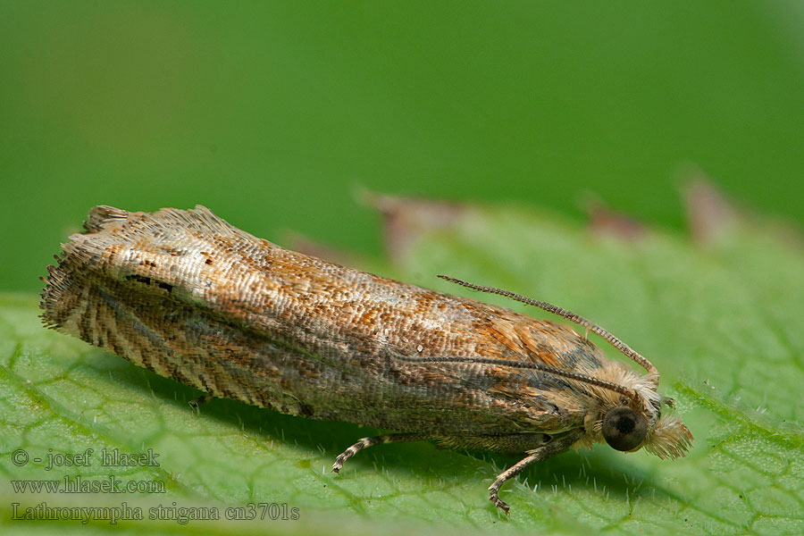 Hertshooibladroller Johannesörtvecklare Lathronympha strigana