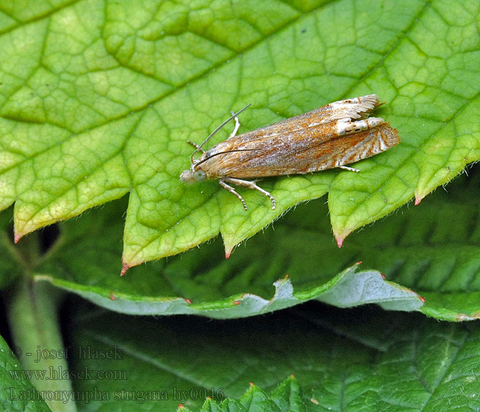 Obaleč třezalkový Lathronympha strigana