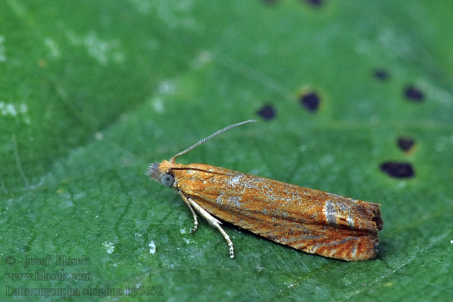 Lathronympha strigana Hertshooibladroller Johannesörtvecklare