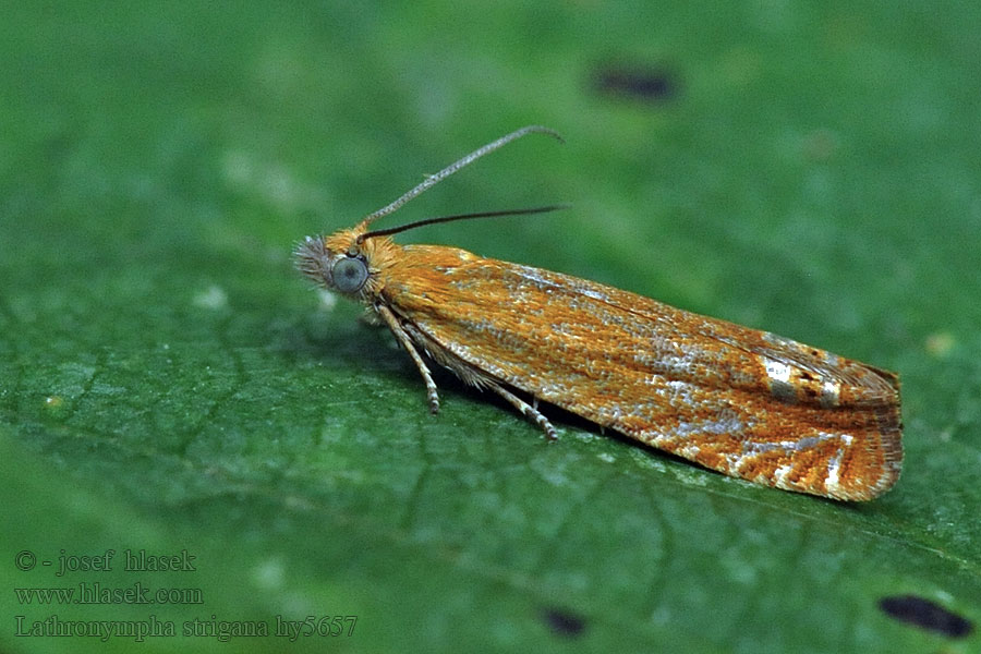 Lathronympha strigana Perikumvikler Perikonvikler