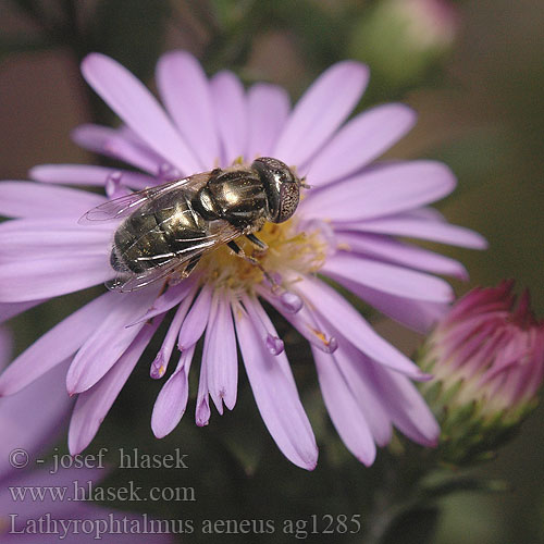 Lathyrophtalmus aeneus