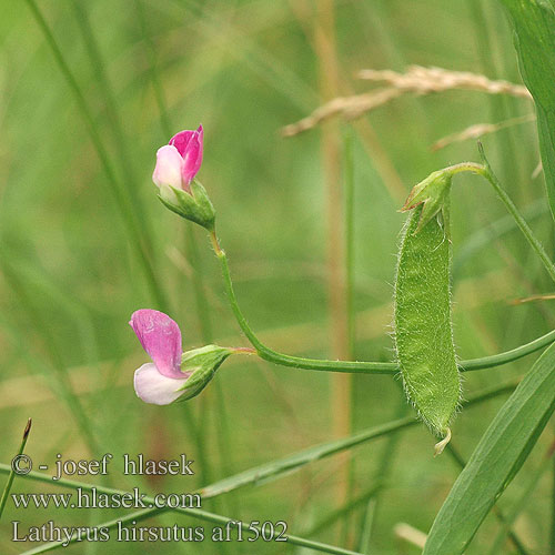 Lathyrus hirsutus Hrachor chlupatý Caley Singletary Pea Lådden fladbælg