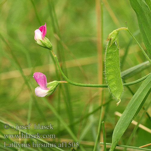 Gesse hirsute hérissée Ruige Lathyrus Cicerchia pelosa Borzas lednek