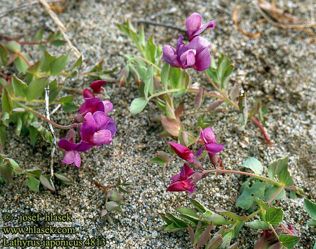 Lathyrus japonicus Sea pea beach Strand-fladbalg Merinätkelmä