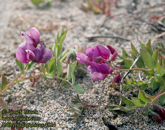 Lathyrus japonicus Groszek nadmorski hrachor Strandvial Чина японская