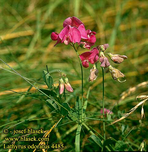 Lathyrus odoratus Sweet pea Ærteblomster Tuoksuherne Pois senteur