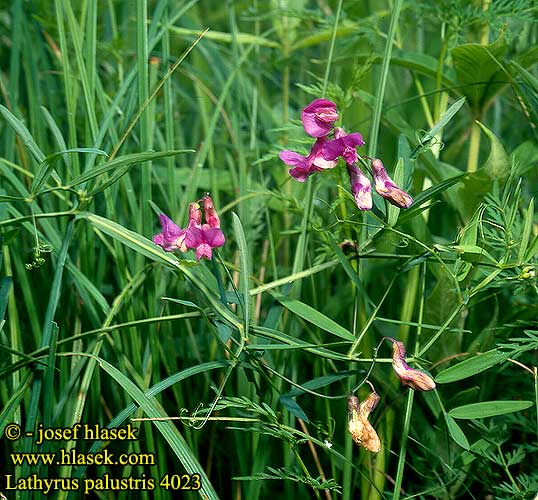 Lathyrus palustris Marsh pea peavine Kar-fladbalg karfladbalg