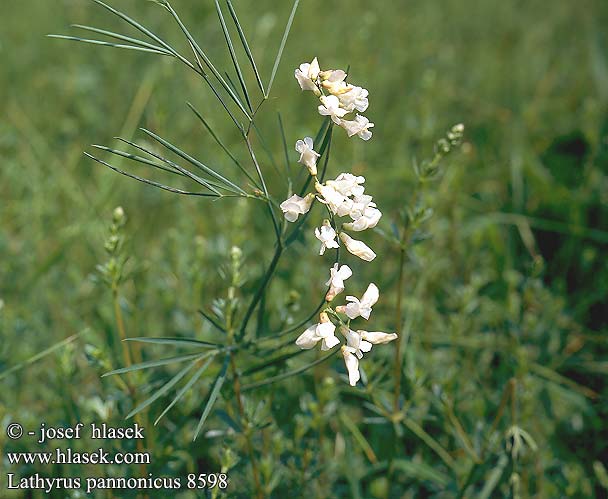 Lathyrus pannonicus Magyar lednek Ungarische Platterbse Groszek pannoński