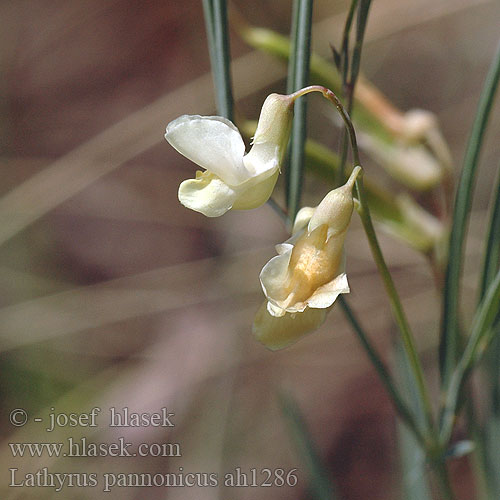 Lathyrus pannonicus Hrachor panónsky panonský Чина венгерская Raznobarvni grahor