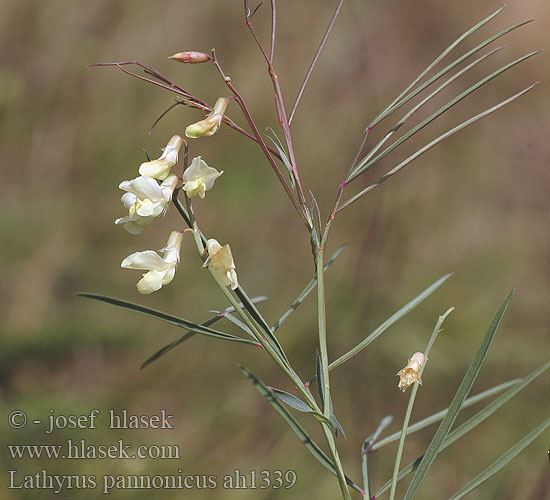 Lathyrus pannonicus Panonska graholika Hungarian pea Gesse Hongrie