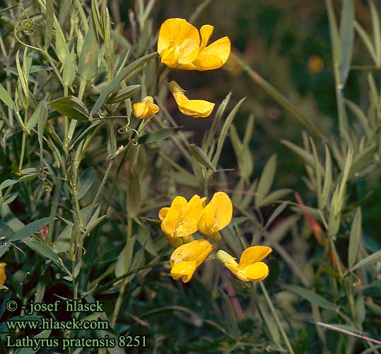 Lathyrus pratensis Meadow vetchling peavine yellow Gul fladbalg