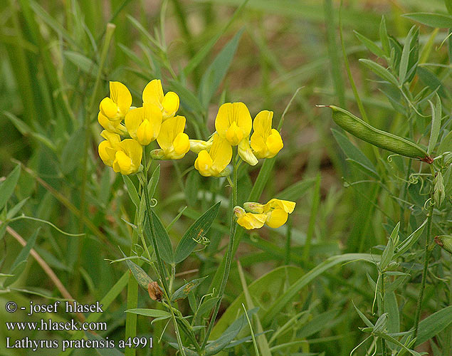 Lathyrus pratensis Hrachor lúčny luční Latiro los prados Ängsvial gulvial