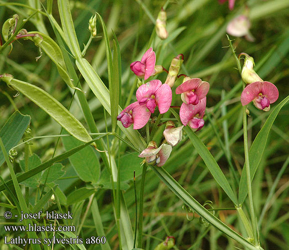 Lathyrus sylvestris Narrow-leaved Everlasting flat Pea