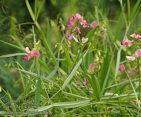 Lathyrus sylvestris Boslathyrus Cicerchia silvestre Erdei lednek