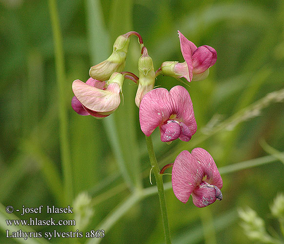 Lathyrus sylvestris Hrachor lesný lesní Backvial skogsvial