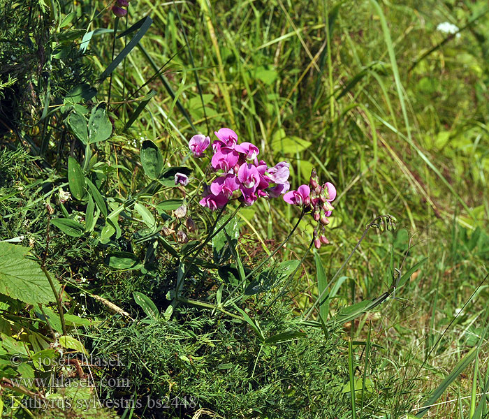 Чина лесная лісова Narrow-leaved Everlasting flat Pea