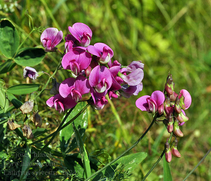 Lathyrus sylvestris Hrachor lesný lesní Backvial skogsvial