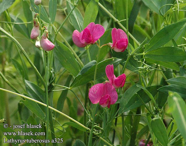 Lathyrus tuberosus Tuberous sweetpea Knold-fladbalg Mukulanätkelmä