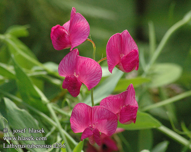 Lathyrus tuberosus Mukulanätkelmä Gesse tubéreuse Aardaker