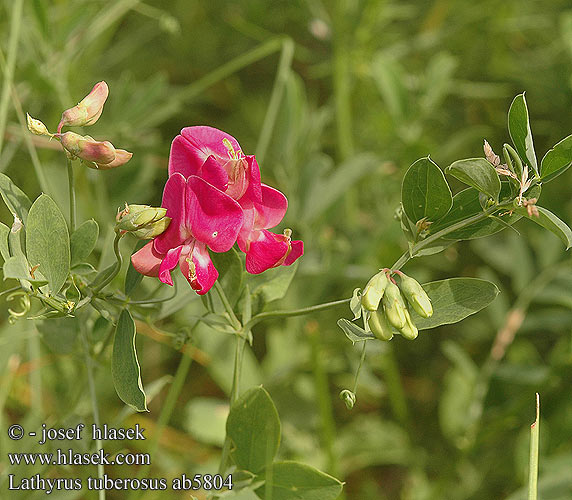 Lathyrus tuberosus Knollige Platterbse Groszek bulwiasty