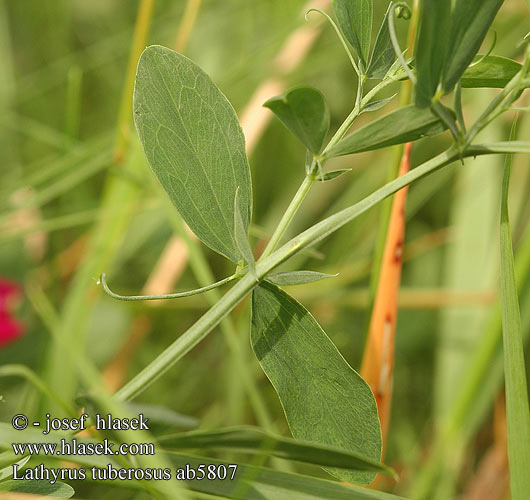 Lathyrus tuberosus Hrachor hľuznatý hlíznatý Guija tuberosa