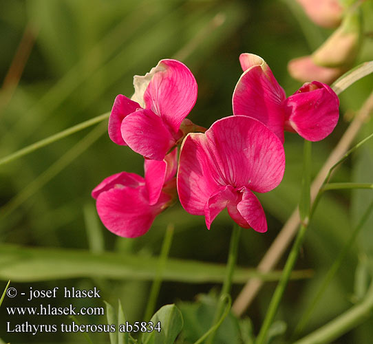 Lathyrus tuberosus Чина клубненосная Tuberous sweetpea Knold-fladbælg