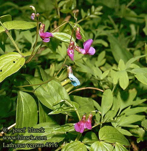 Lathyrus vernus Spring pea Var-fladbalg Kevätlinnunherne Keväinen linnunherne