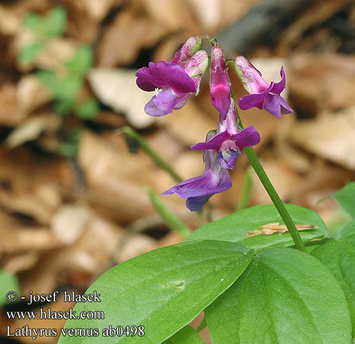 Lathyrus vernus Gesse printanière Voorjaarslathyrus Cicerchia primaticcia