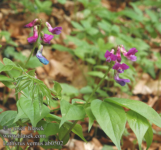 Lathyrus vernus Frühlings-Platterbse Groszek wiosenny Hrachor jarný