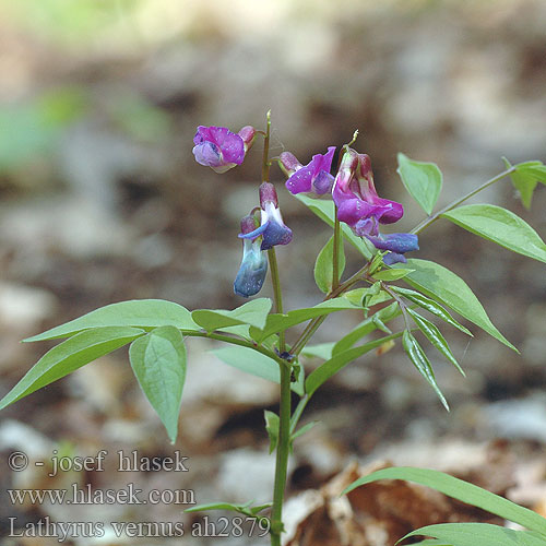 Lathyrus vernus Lecha jarní Spring pea Vår-fladbælg Kevätlinnunherne