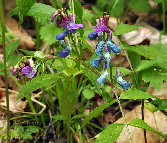 Lathyrus vernus Lecha jarní