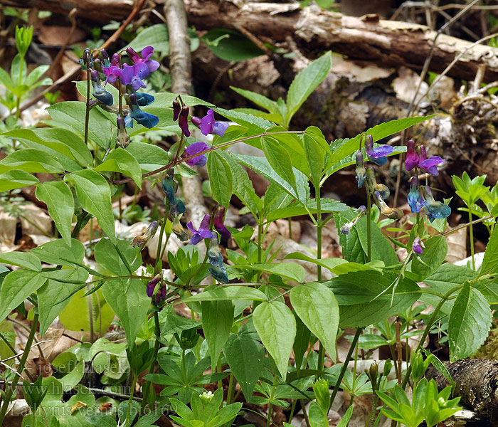 Lathyrus vernus Orobo vernal Vårärt