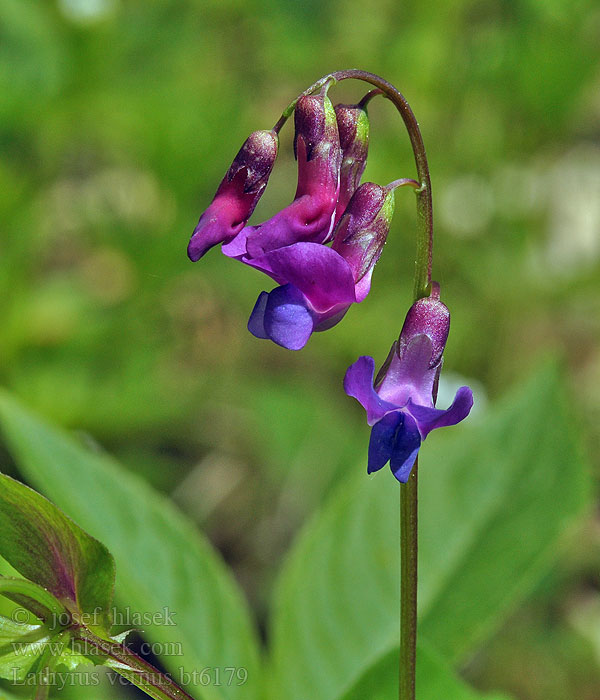 Lathyrus vernus Чина весенняя весняна