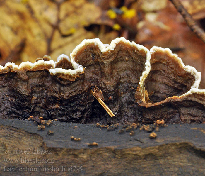 Laxitextum bicolor Stereum fuscum Lloydella Thelephora