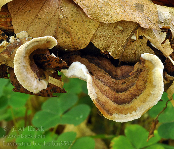 Laxitextum bicolor Pevník dvoubarvý