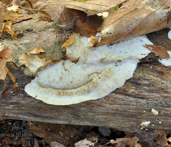 Laxitextum bicolor Pevník dvoubarvý