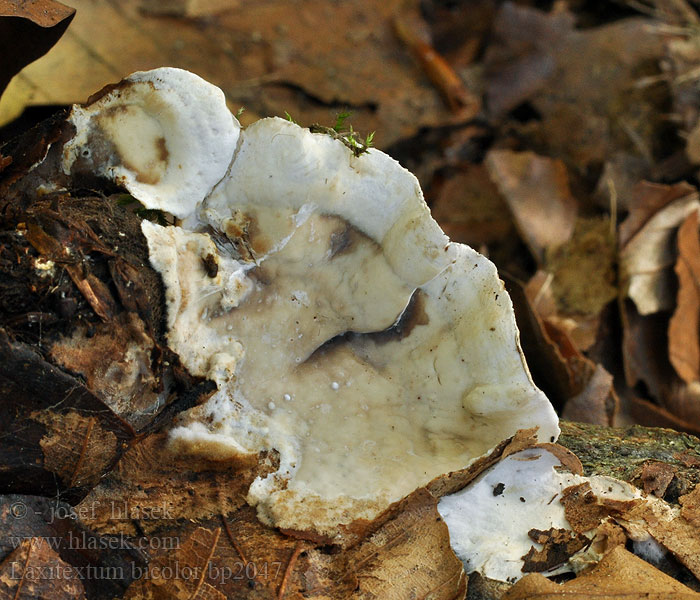 Laxitextum bicolor Zweifarbiger Krustenschichtpilz