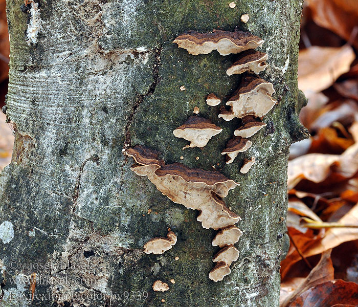 Laxitextum bicolor Zweifarbiger Krustenschichtpilz