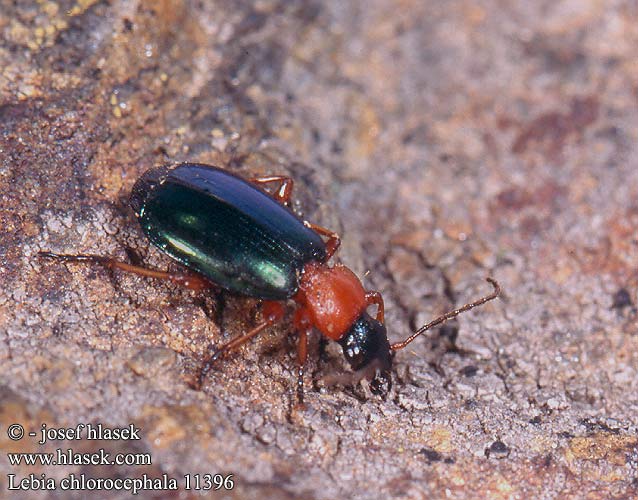 Lebia chlorocephala 11396 DK: Grønvinget græsløber RU: Хортобионты листовые