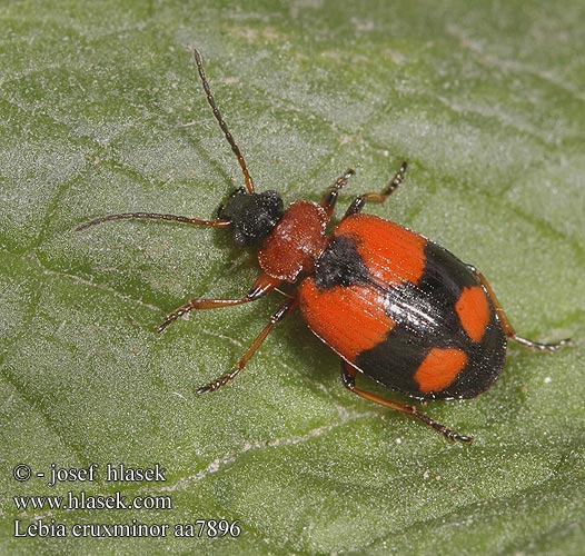 Lebia cruxminor aa7896 DK: Korstegnet græsløber FI: Ristityppykiitäjäinen