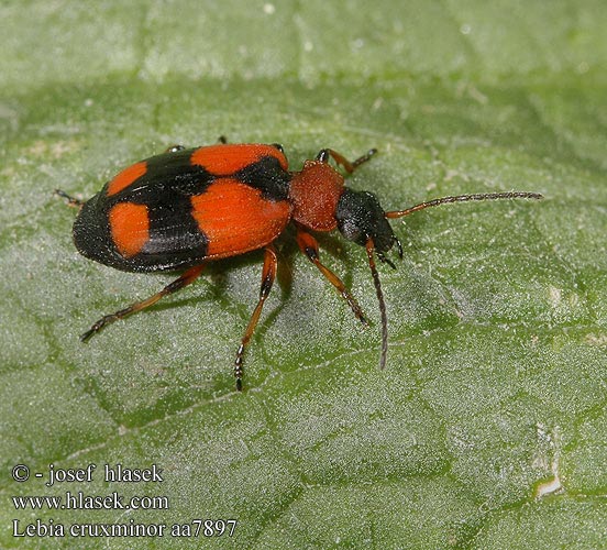 Lebia cruxminor aa7897 DK: Korstegnet græsløber FI: Ristityppykiitäjäinen