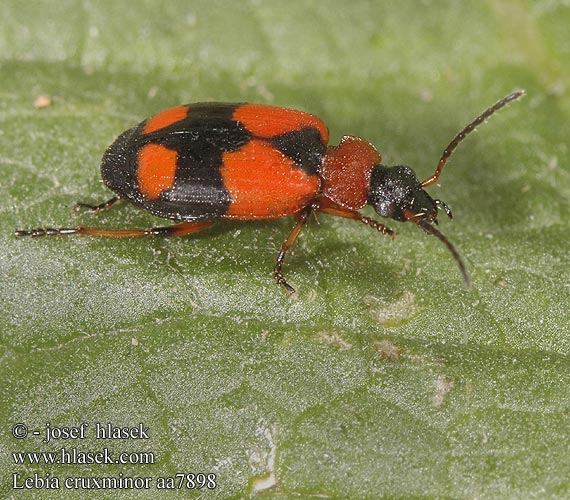 Lebia cruxminor aa7898 DK: Korstegnet græsløber FI: Ristityppykiitäjäinen