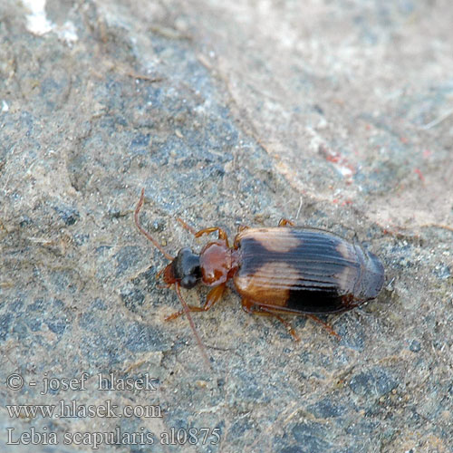 Lebia scapularis